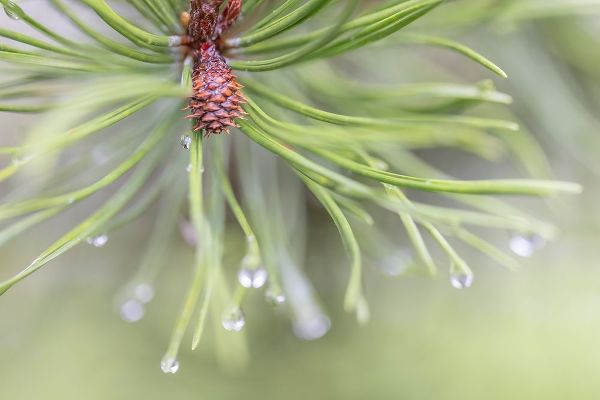 Jaynes Gallery 아티스트의 USA-Washington State-Seabeck Raindrops on pine needles작품입니다.